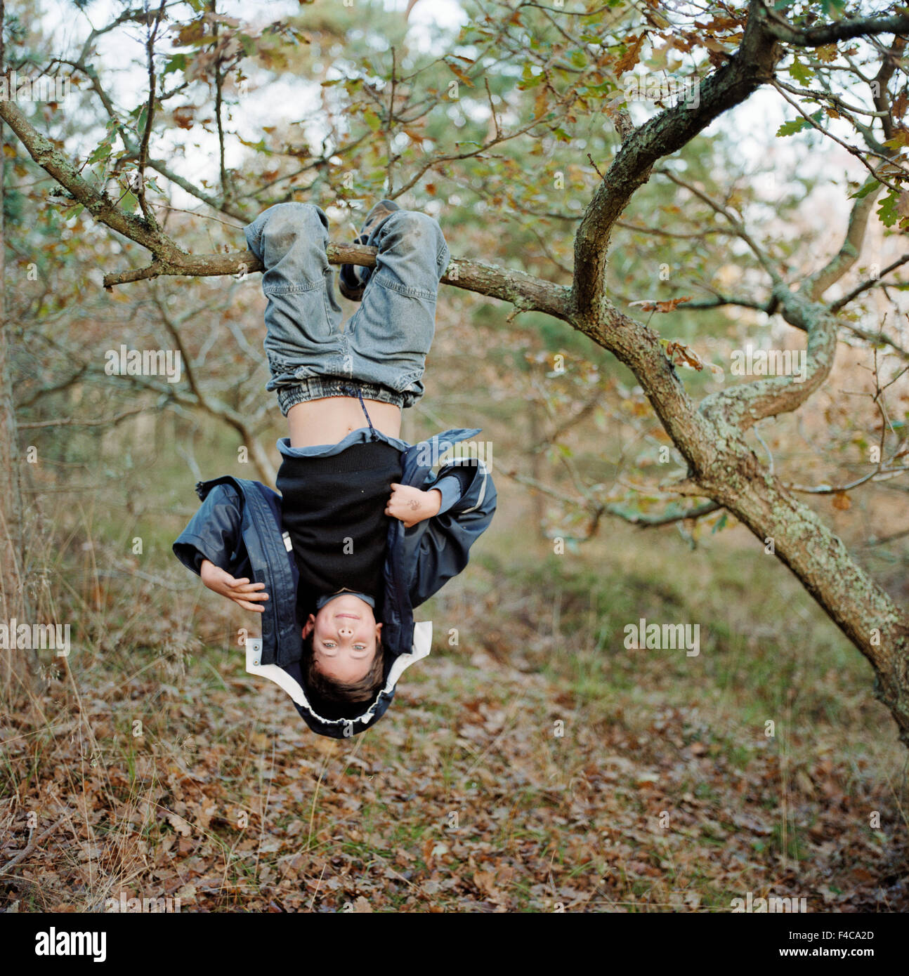 A Boy Hanging in a Tree Branch. Stock Photo