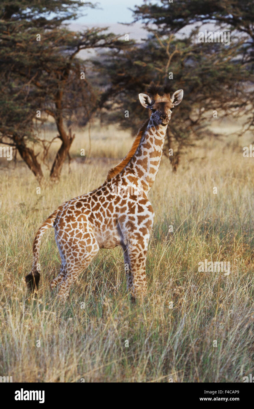 kenya-maasai-mara-national-reserve-baby-maasai-giraffe-giraffa