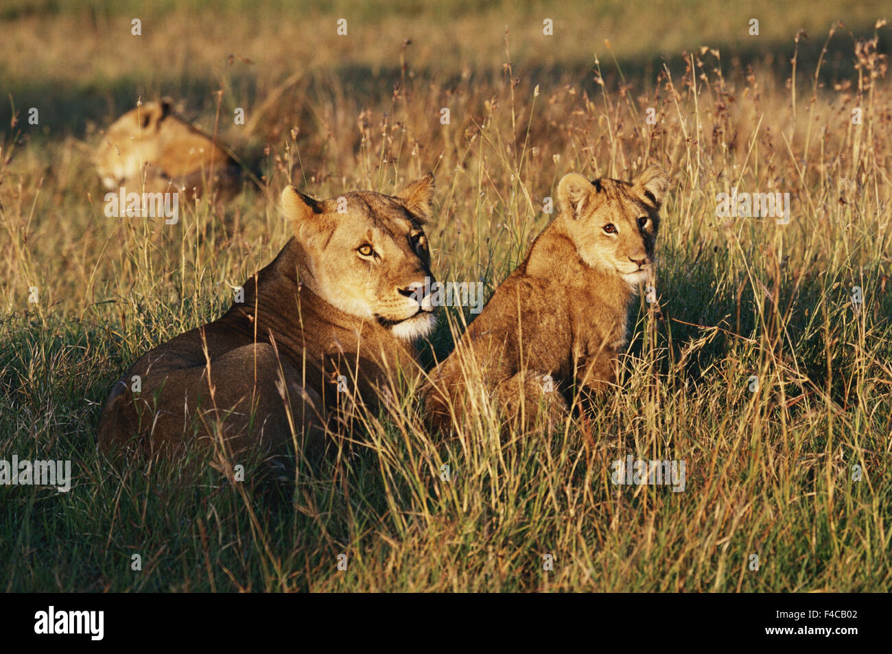 Kenya, Maasai Mara National Reserve, Lioness and cub (Panthera Leo) at ...