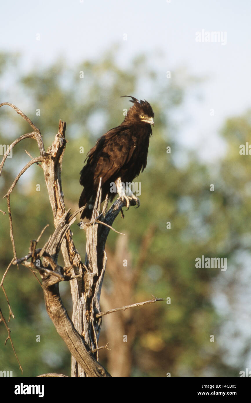 Kenya, Maasai Mara National Reserve, Long-crested Eagle (Lophaetus Occipitalis) (Large format sizes available) Stock Photo