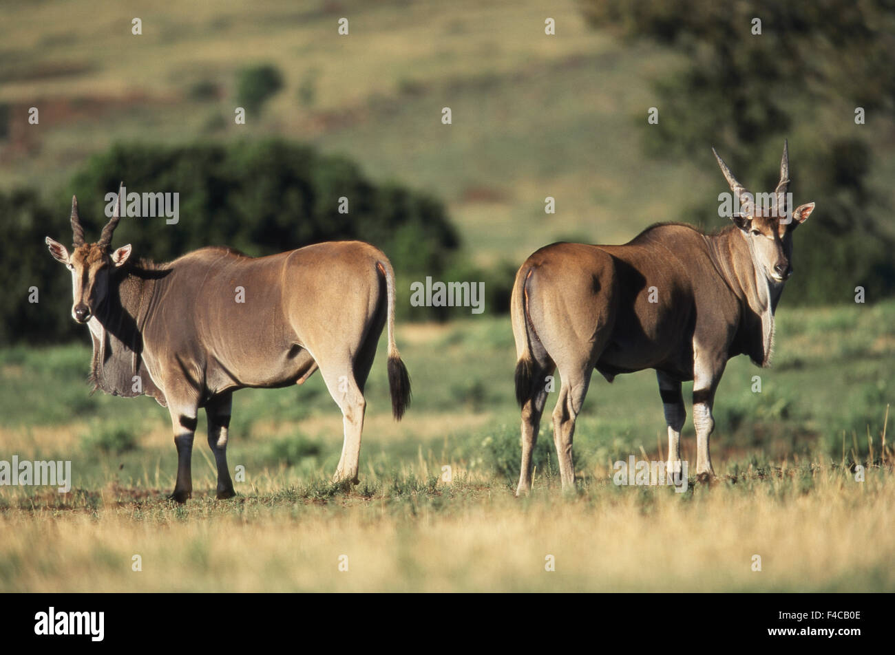 Kenya, Maasai Mara National Reserve, Pair of Giant Eland (Taurotragus ...