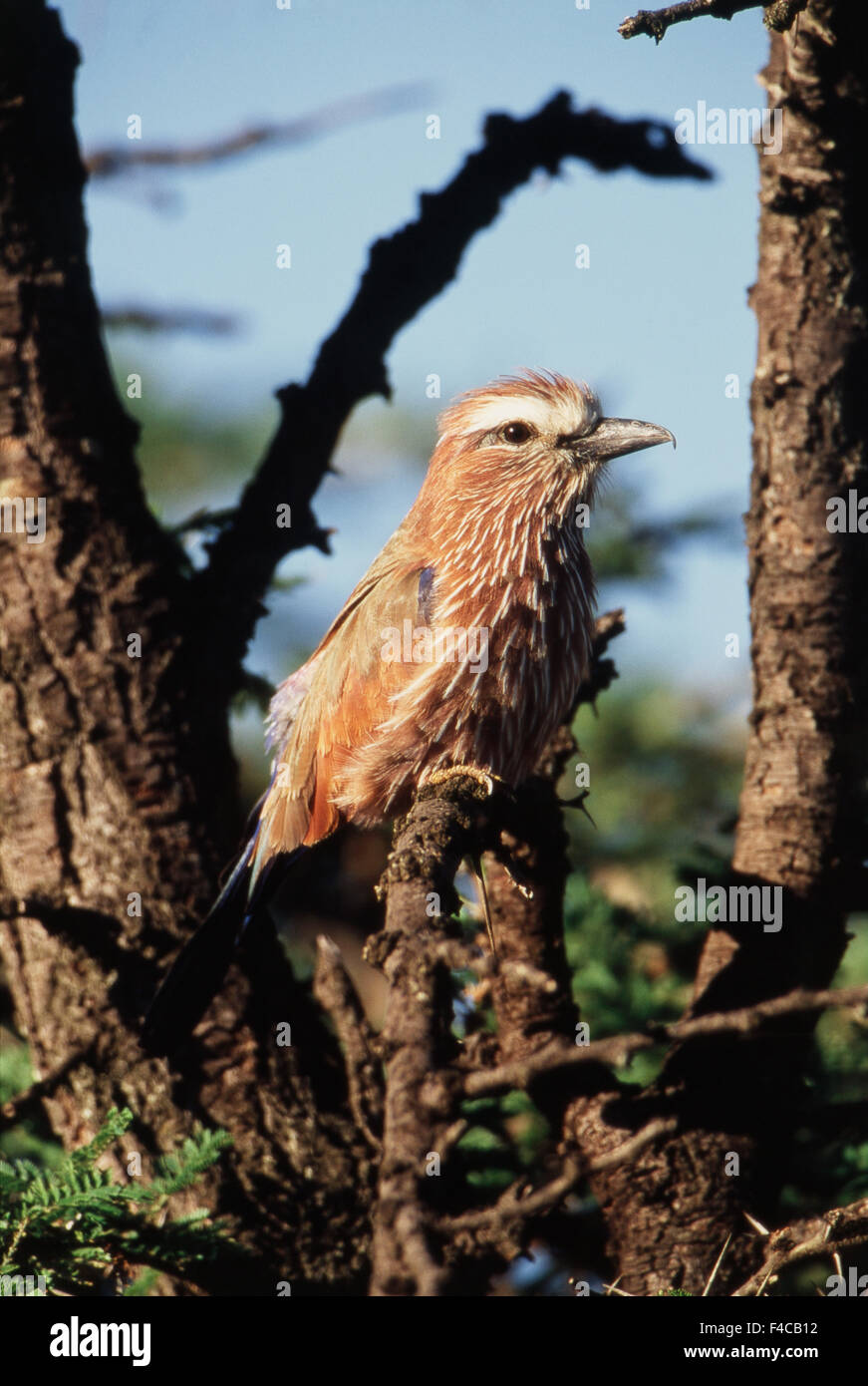 Kenya, Maasai Mara National Reserve, View of Purple Roller perching on branch (Large format sizes available) Stock Photo