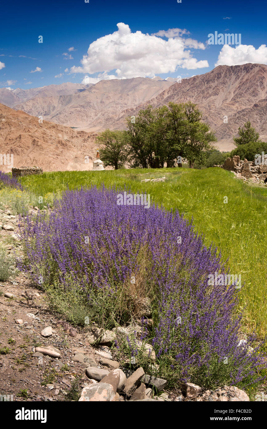 India, Jammu & Kashmir, Ladakh, Hemis, purple wild flowers growing at edge of barley field Stock Photo