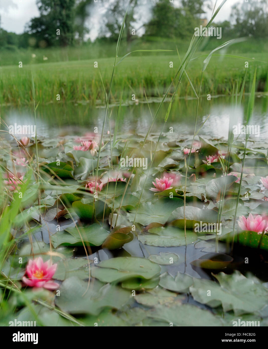 Water lilies In A Pond Stock Photo Alamy water-lilies-in-a-pond-stock-photo-alamy