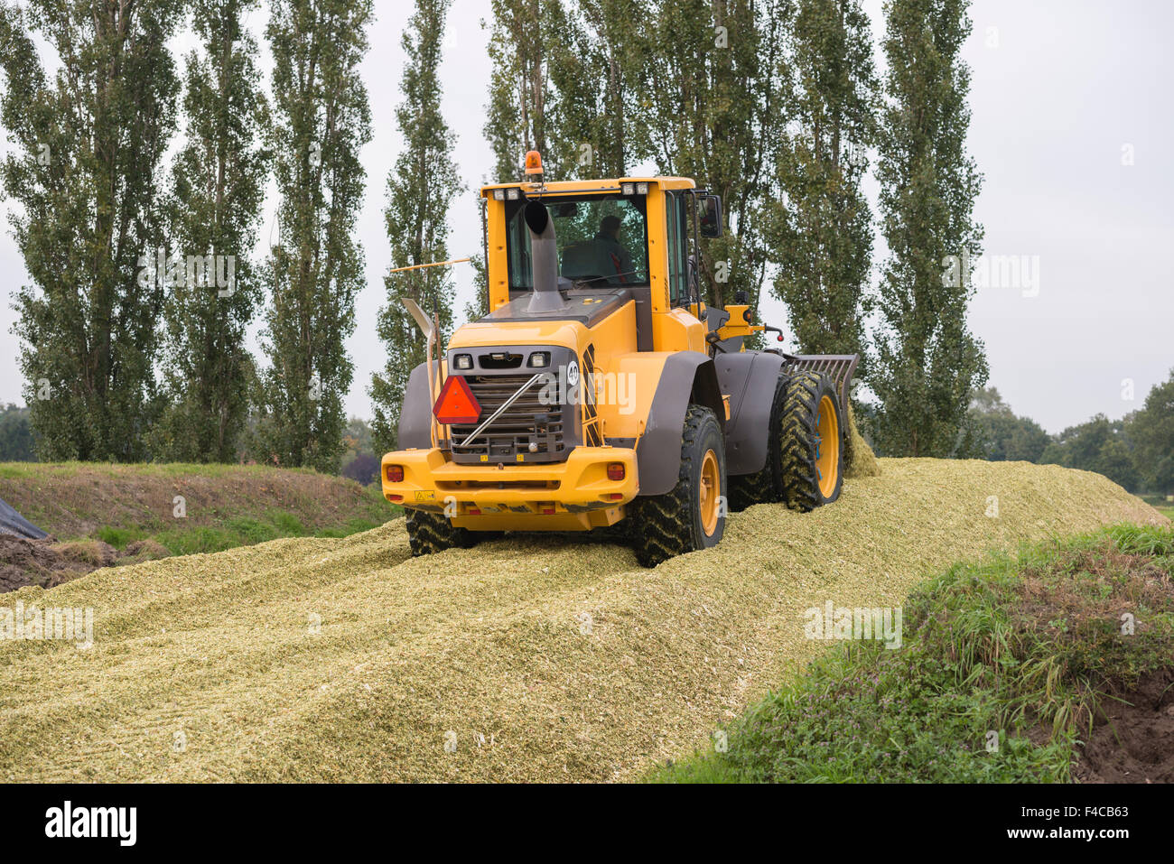 Agriculture shredded corn silage with a yellow shovel in the Netherlands Stock Photo