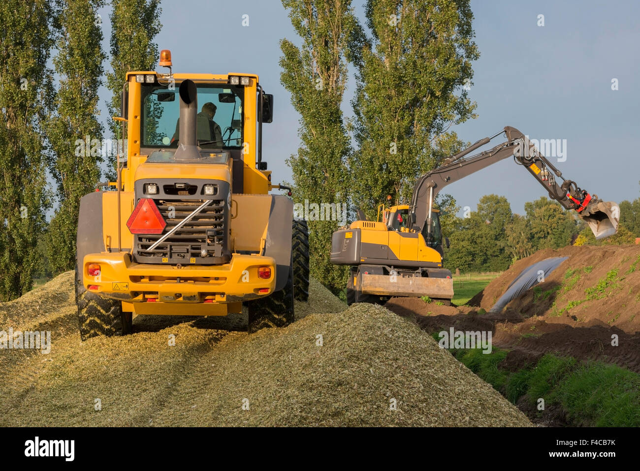 Agriculture shredded corn silage with a yellow shovel and excavator in the Netherlands Stock Photo