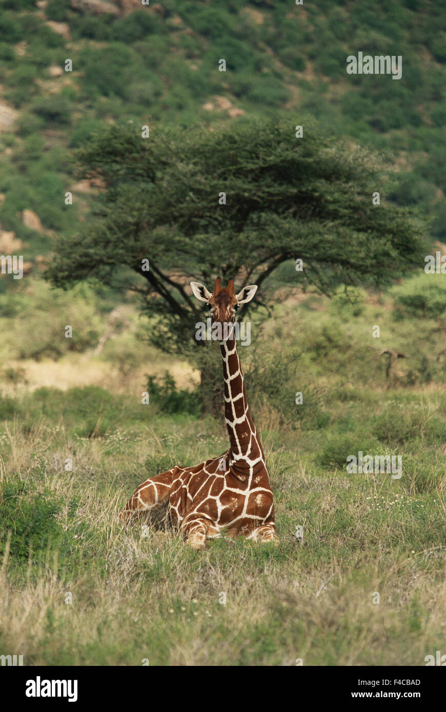 Kenya, Reticulated Giraffe laying down (Giraffa Camelopardalis Reticulata). (Large format sizes available) Stock Photo