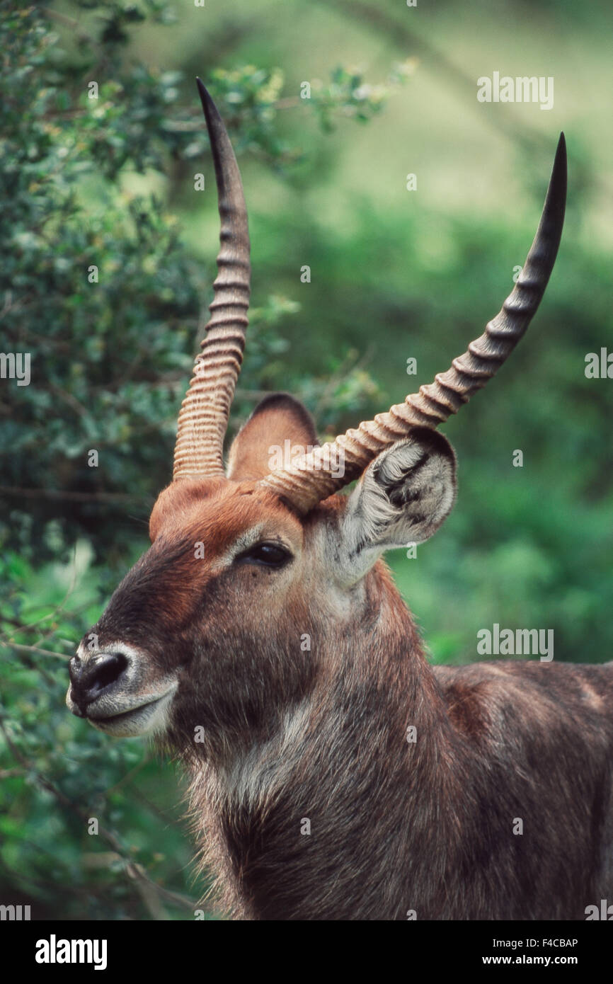 Kenya, Side view of Common Waterbuck (Kobus Ellipsiprymnus). (Large ...