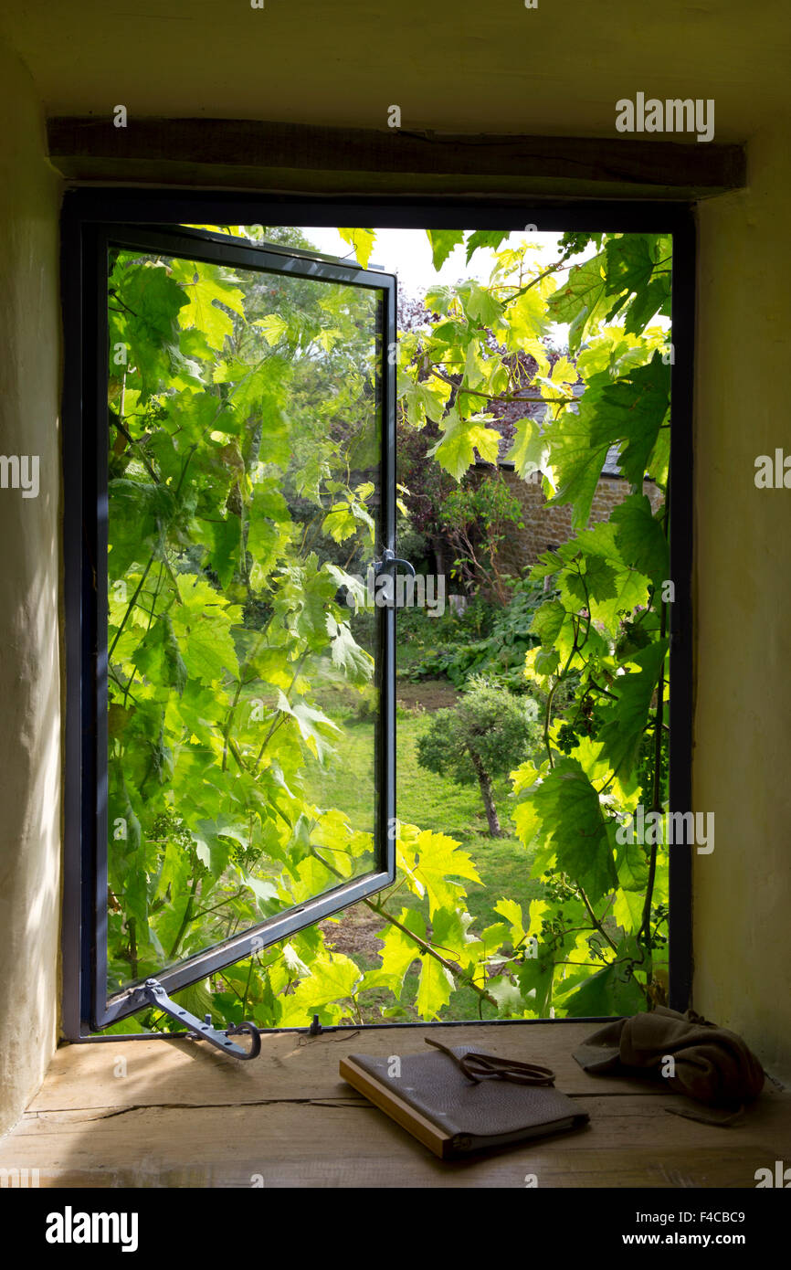 Window of Cotswold cottage with vine growing around frame backlit in late summer sunshine,England Stock Photo