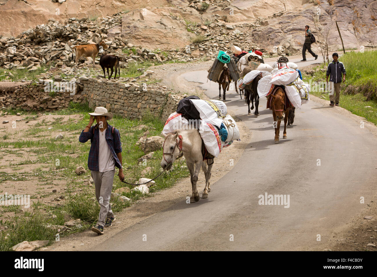 India, Jammu & Kashmir, Ladakh, Hemis, pack horses on road, traditional goods transport beyond road system Stock Photo
