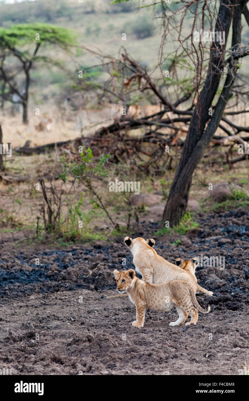 Lion cubs (Panthera leo), Maasai Mara National Reserve, Kenya Stock ...
