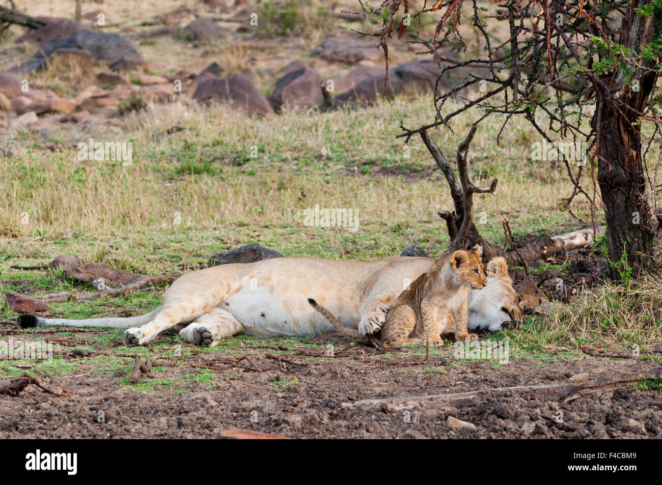 Lion cub with lioness (Panthera leo), Maasai Mara National Reserve ...