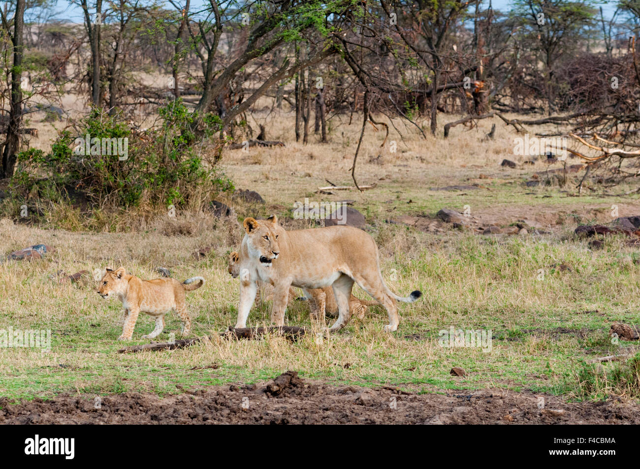 Lion cubs with lioness (Panthera leo), Maasai Mara National Reserve ...