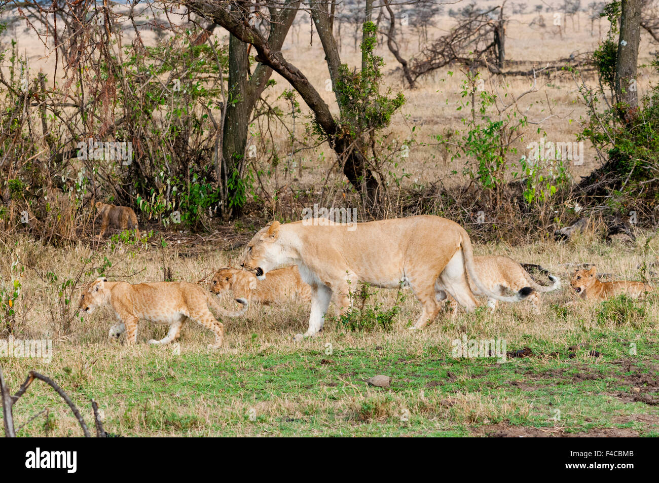 Lion cubs with lioness (Panthera leo), Maasai Mara National Reserve ...