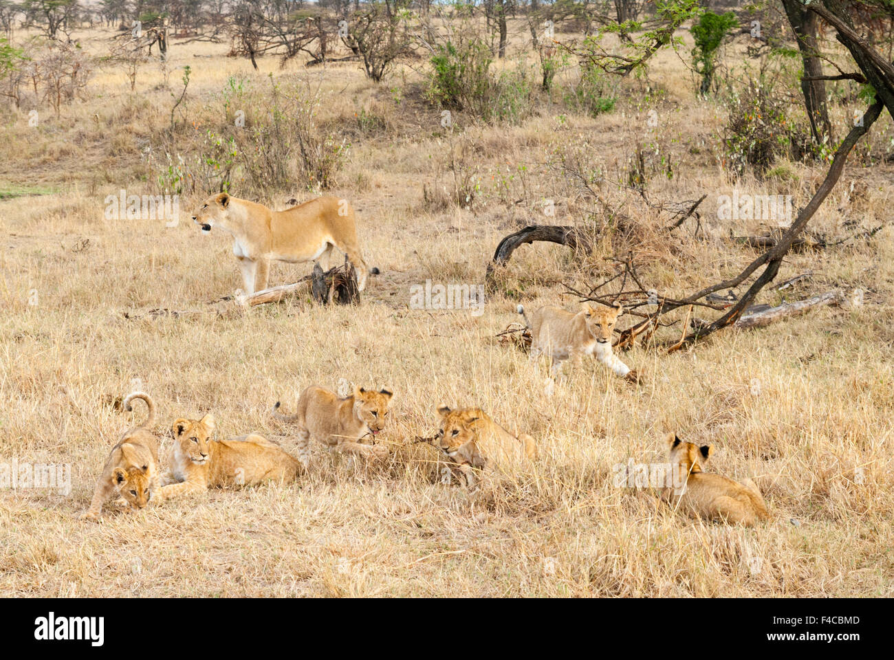 Lion cubs with lioness (Panthera leo), Maasai Mara National Reserve ...