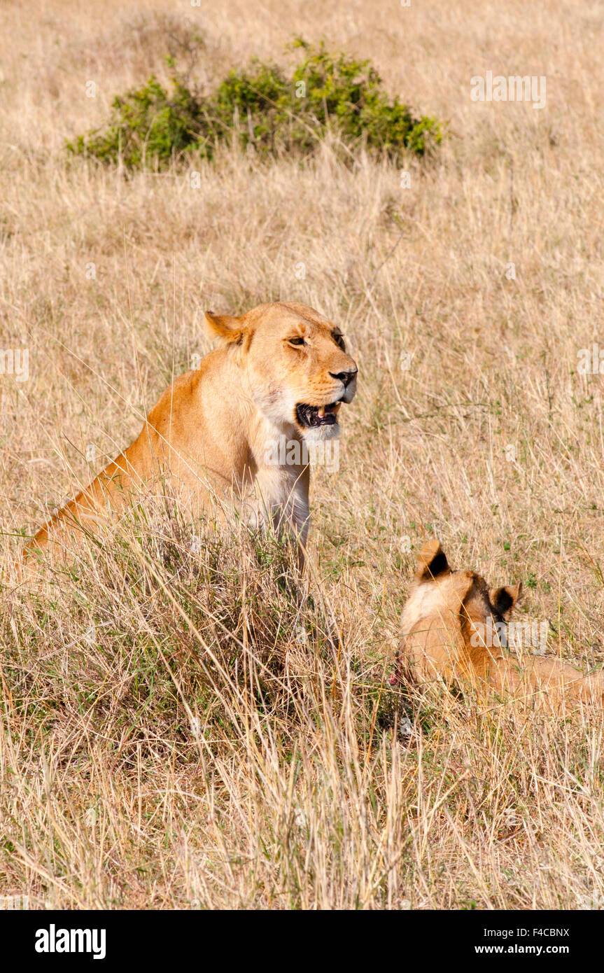 Lion cub with lioness (Panthera leo), Maasai Mara National Reserve ...