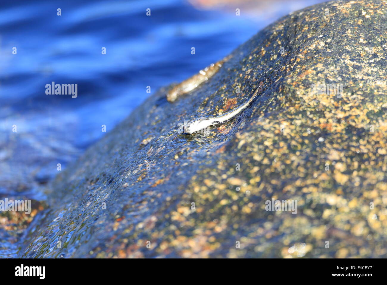 The leaping blenny (Alticus saliens) in Japan Stock Photo