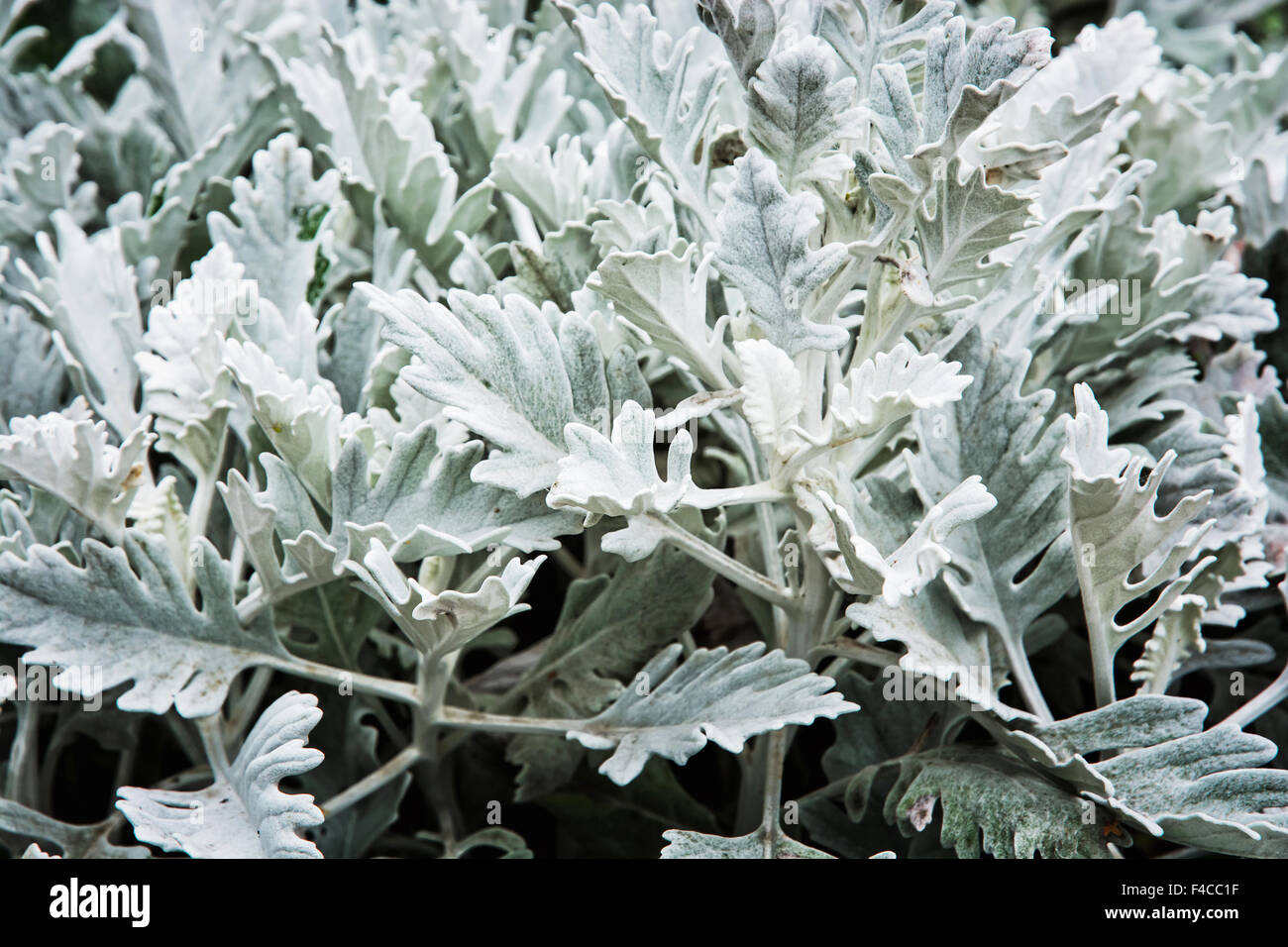 Centaurea cineraria, velvet centaurea, is like some other plants also known as dusty miller and silver dust. Natural theme. Stock Photo