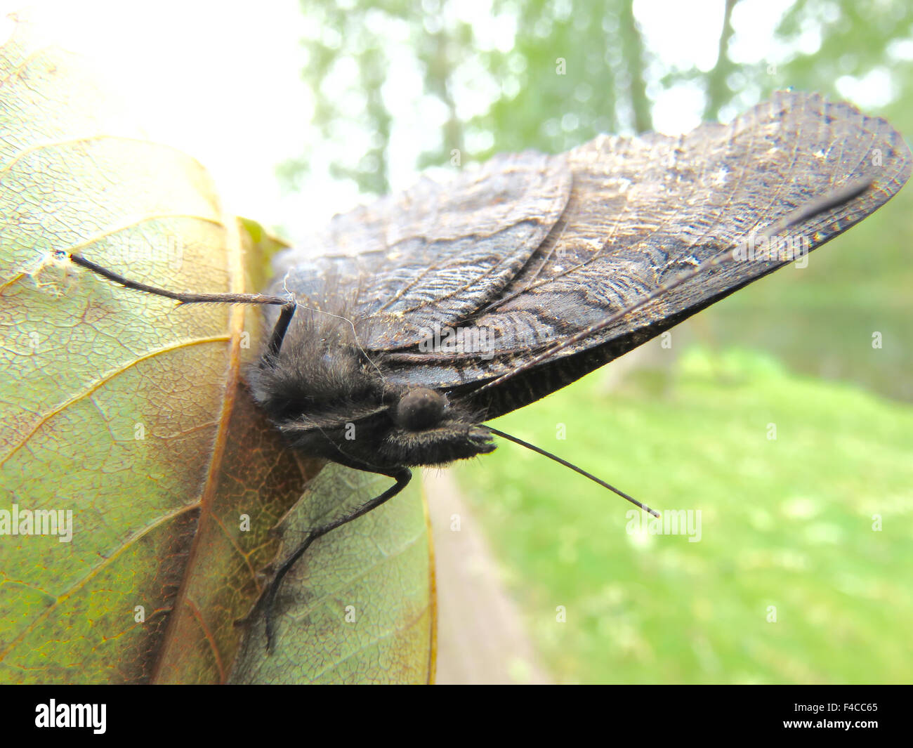 Butterfly in late autumn macro zoom Stock Photo - Alamy