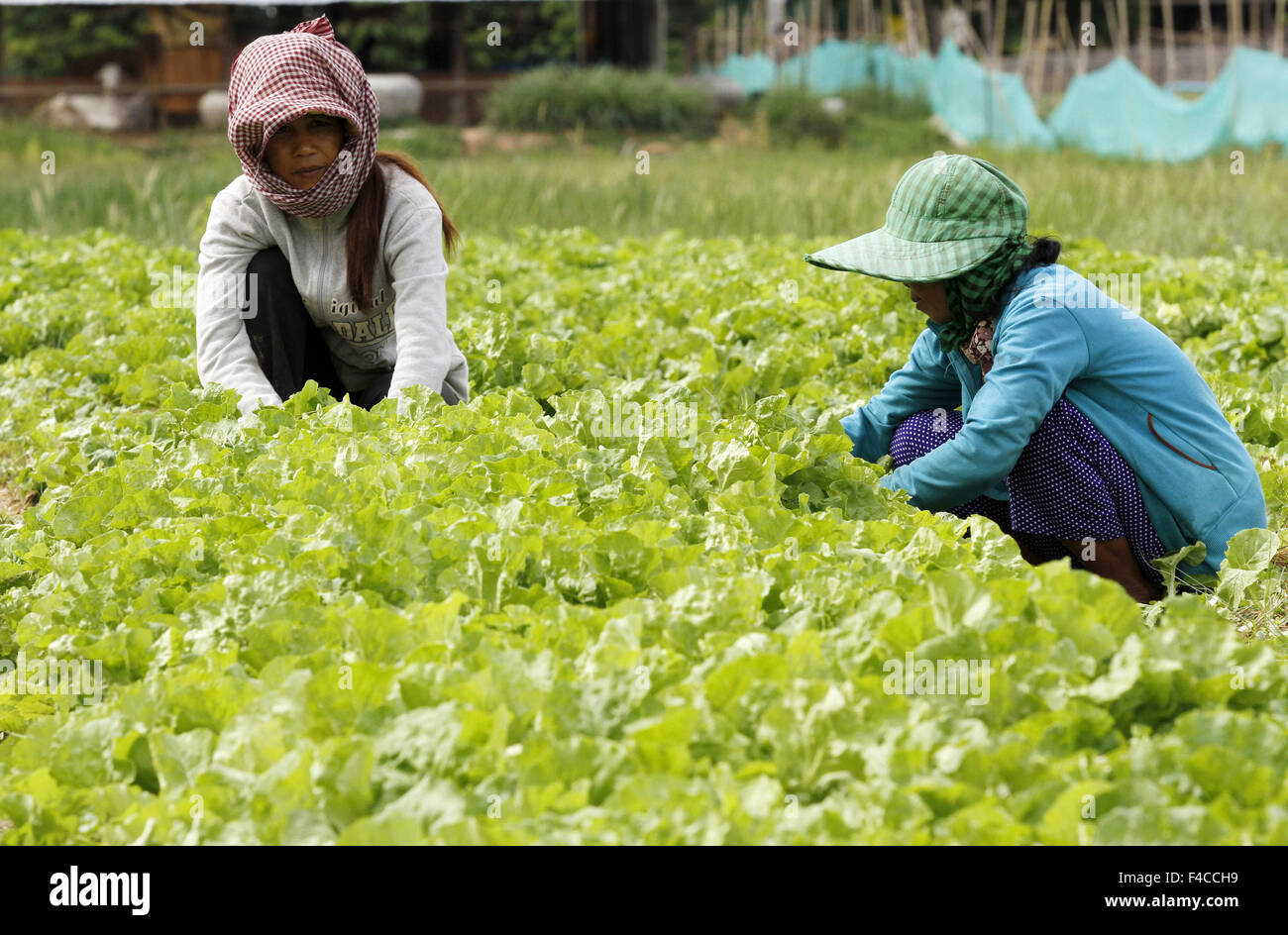 (151016) -- KANDAL (CAMBODIA), Oct. 16, 2015 (Xinhua) -- Cambodian farmers clear weed at a vegetable farm in Kandal province, Cambodia, Oct. 16, 2015. Cambodia celebrated World Food Day here on Friday, stressing the importance of social protection and agriculture in eradicating hunger and poverty, according to a joint press statement by the Cambodian Ministry of Agriculture, the Food and Agriculture Organization of the United Nations (FAO) and the United Nations World Food Programme (WFP). (Xinhua/Sovannara) Stock Photo