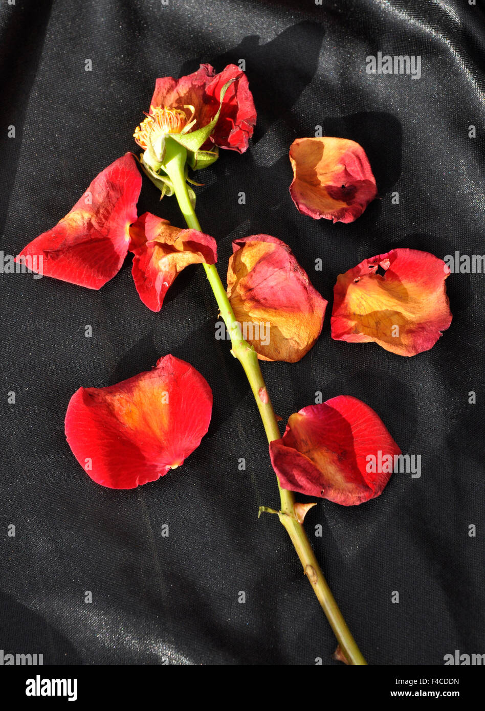 Dying rose petals hires stock photography and images Alamy