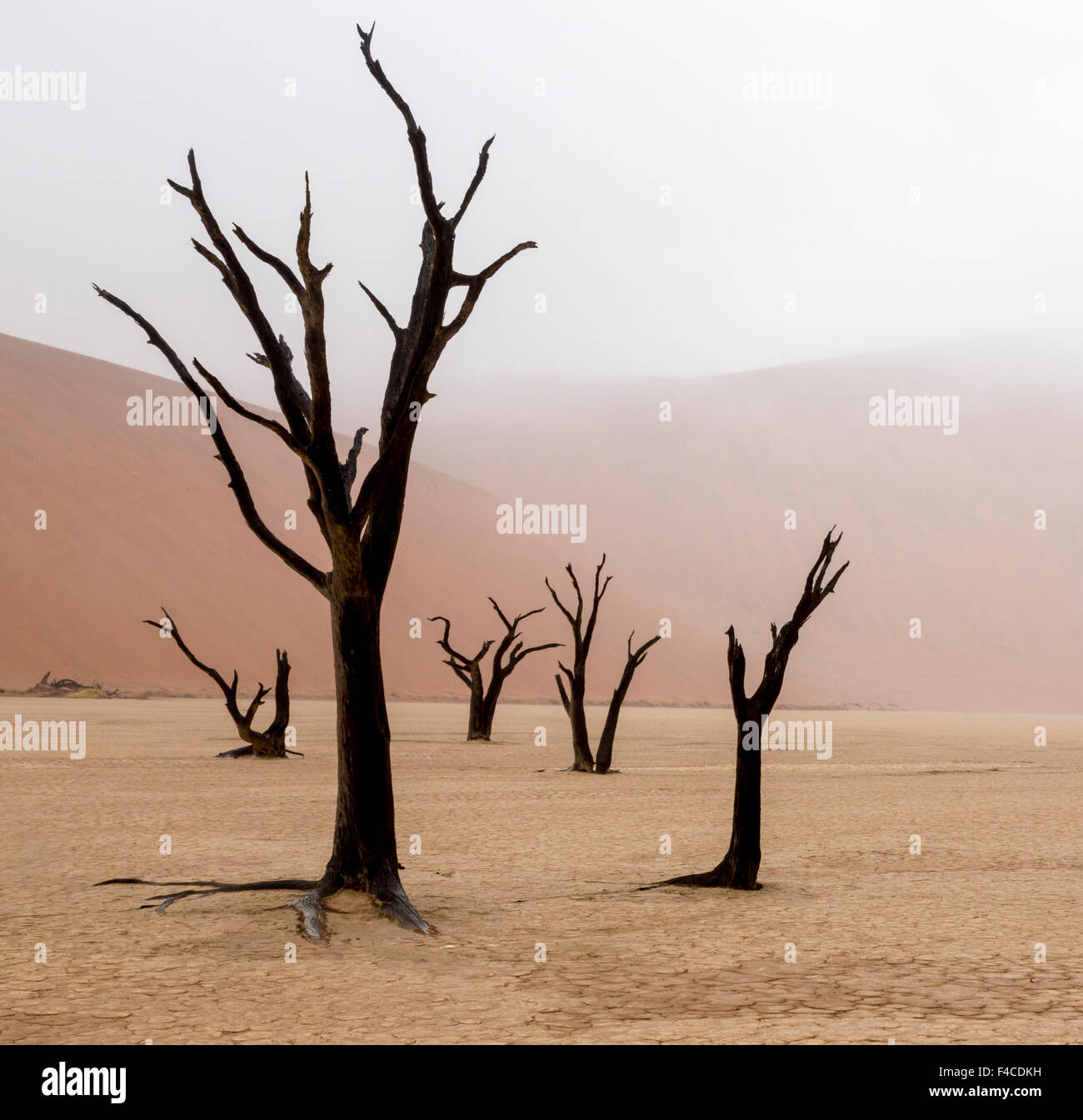 Deadvlei mist hi-res stock photography and images - Alamy