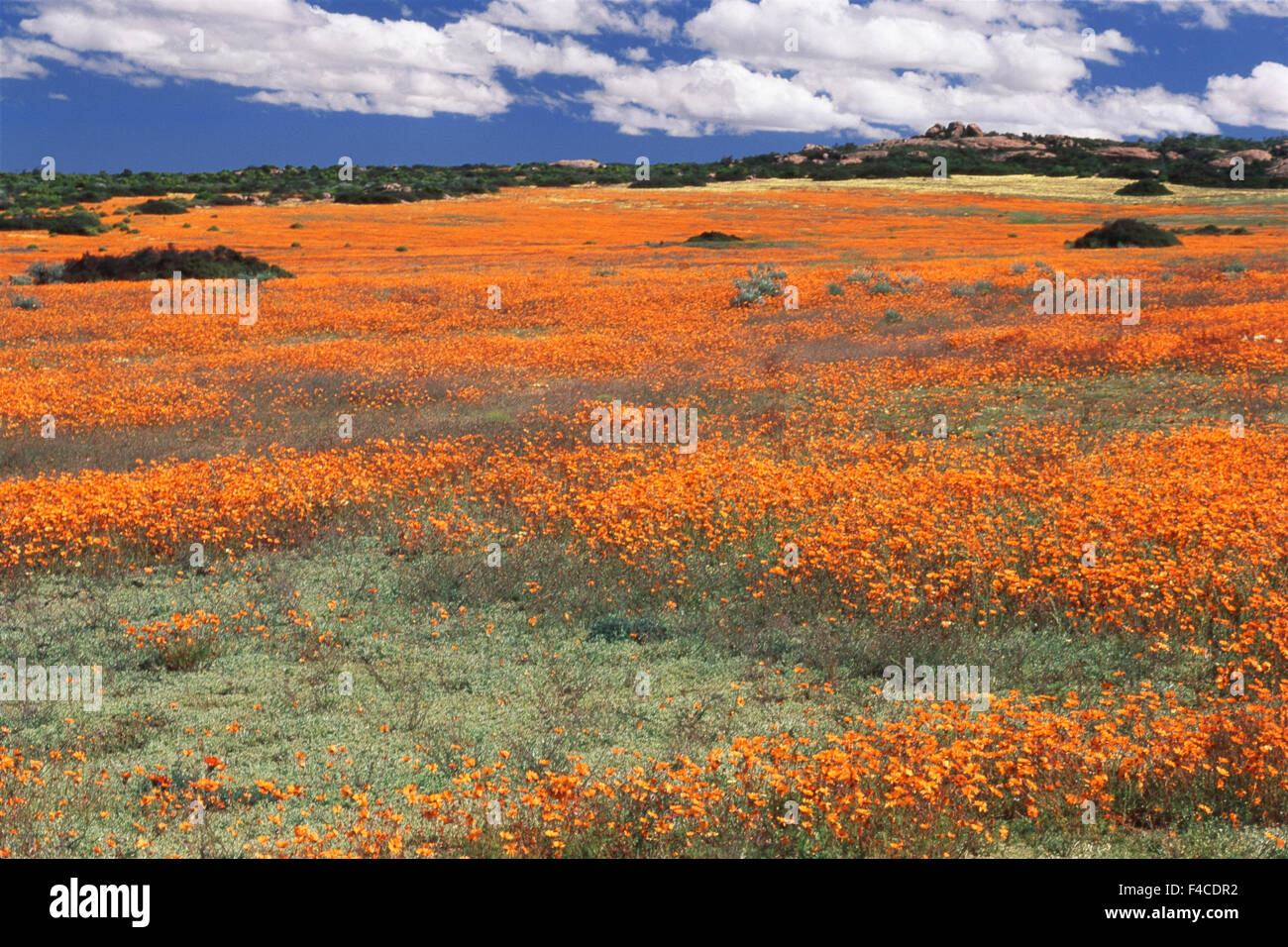 South Africa, Namaqualand, View of Dimorphotheca sinuata flower (Large format sizes available) Stock Photo