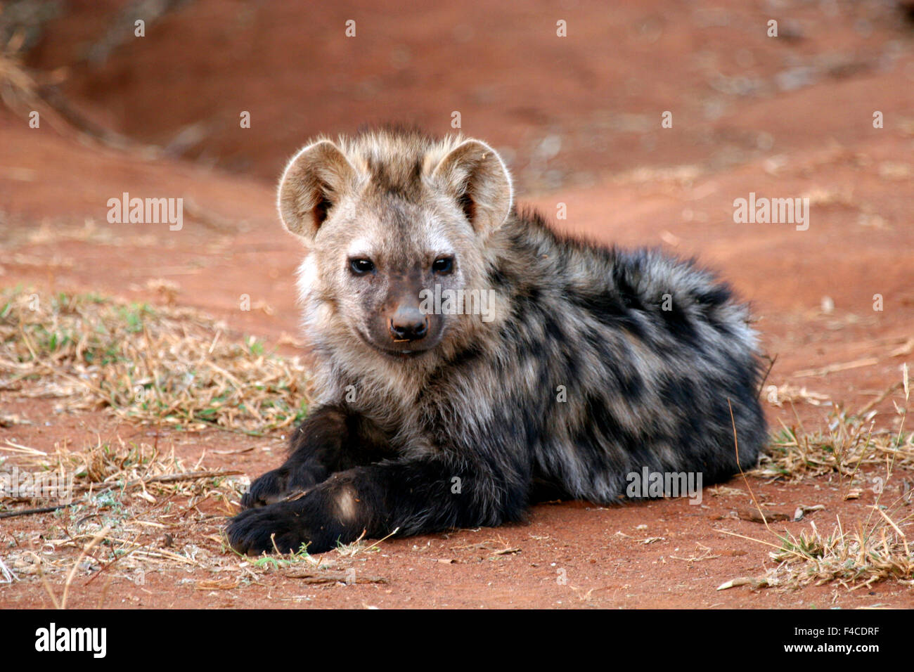 South Africa, Madikwe. Young Spotted Hyena waits near den for mother to