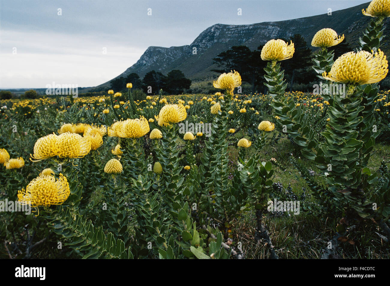 South Africa, View of Pincushion flower field (Large format sizes