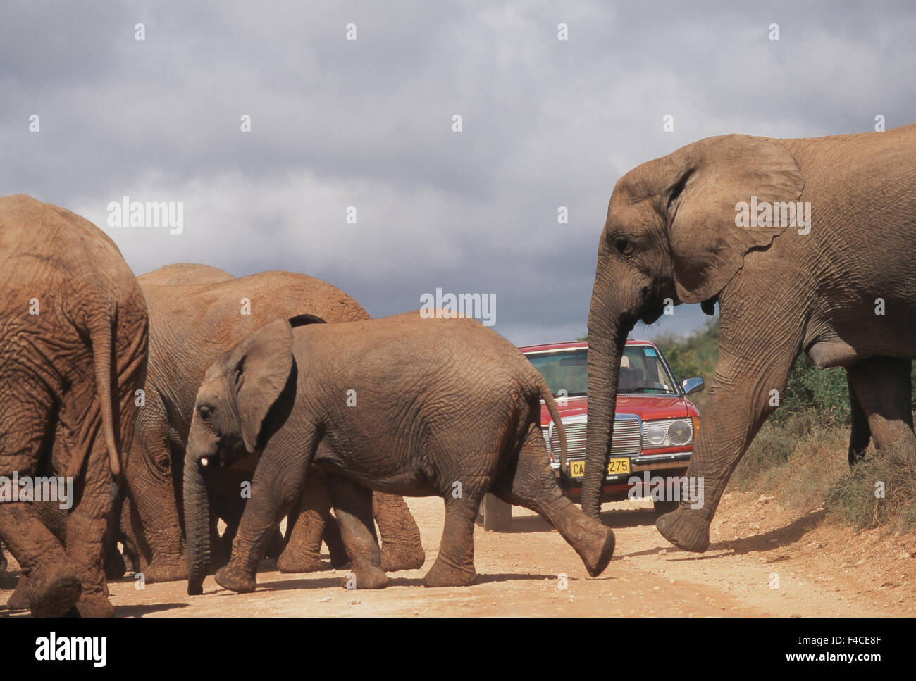 South Africa, Addo Elephant National Park, Elephant walks past tourist's car (Large format sizes available) Stock Photo