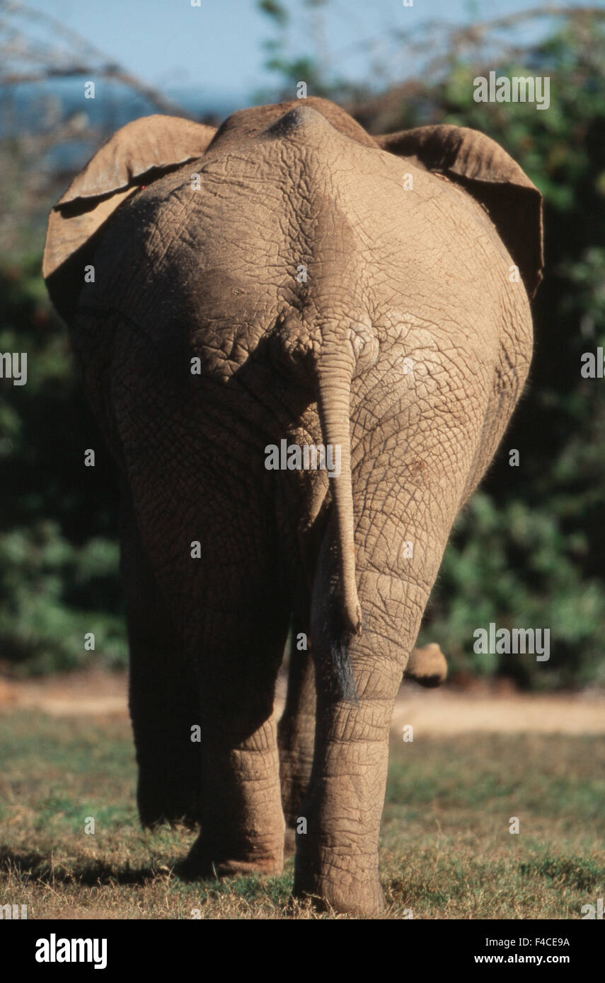 South Africa, Addo Elephant National Park, Elephant walking (Large format sizes available) Stock Photo