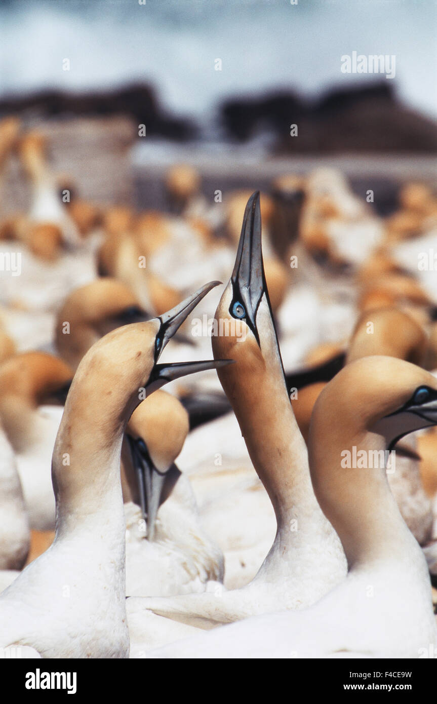 Jinks hi-res stock photography and images - Alamy