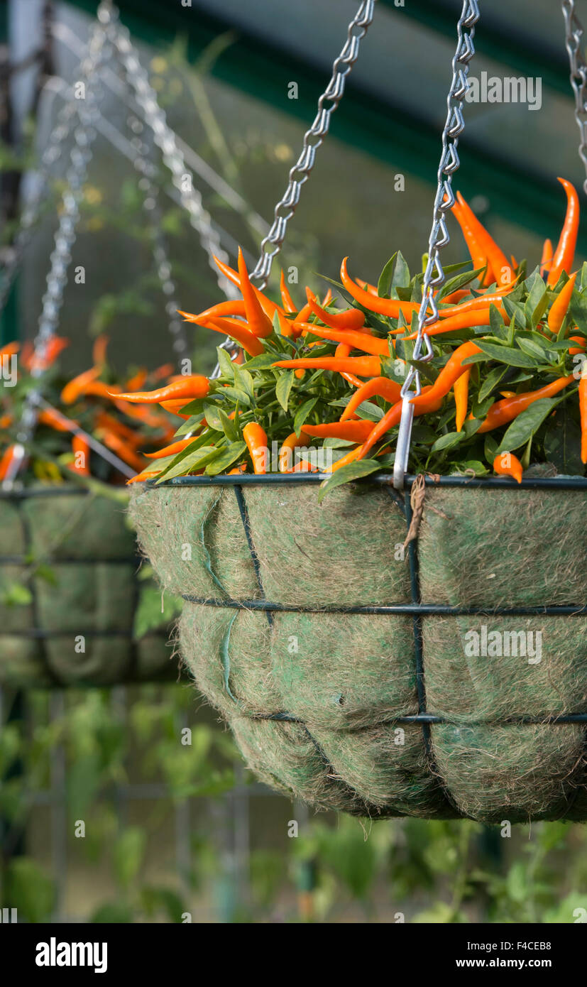 Capsicum. Pepper 'sweet sunshine' in a hanging basket Stock Photo Alamy