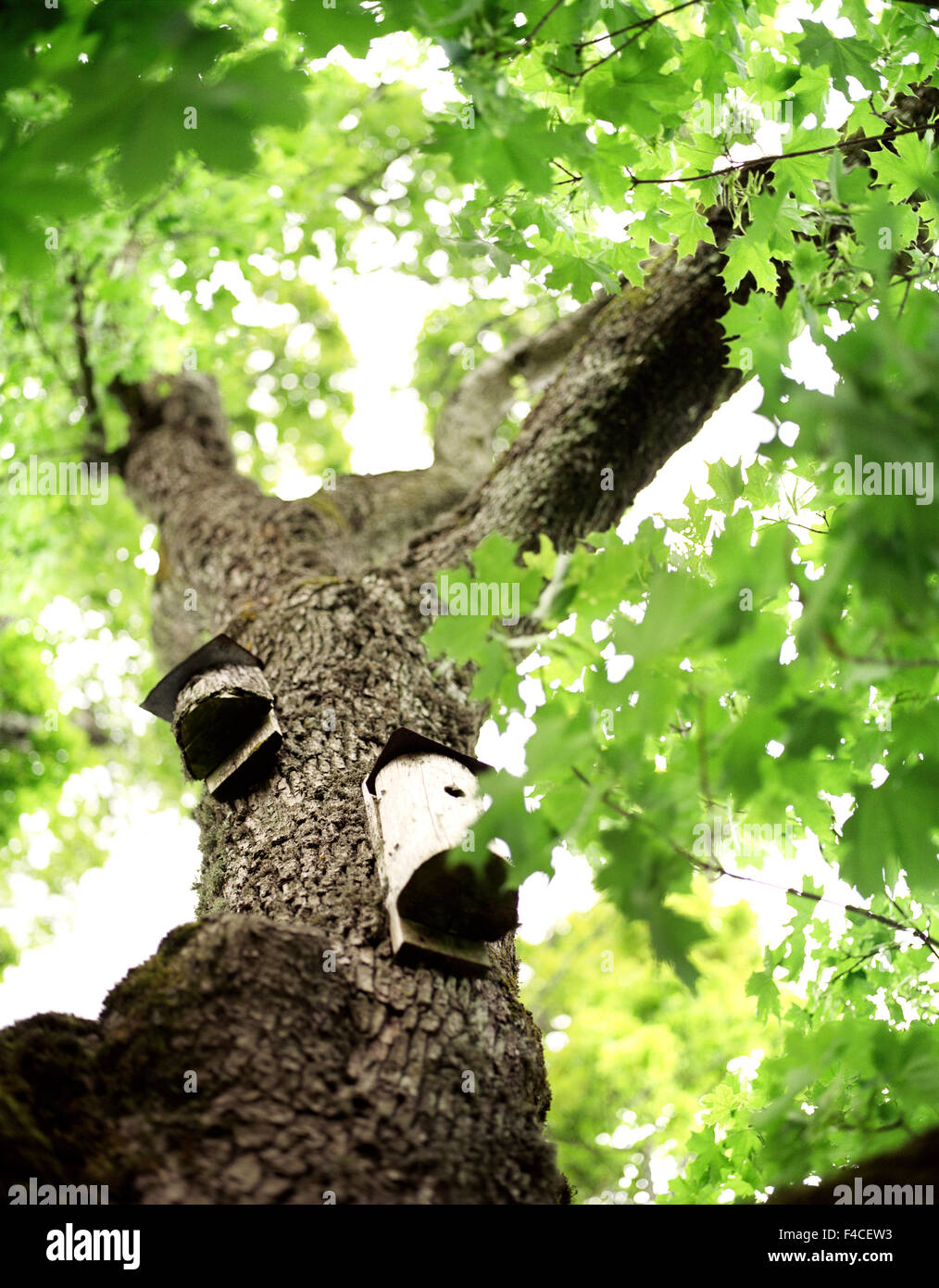 Nesting Boxes in a Maple Tree Stock Photo - Alamy