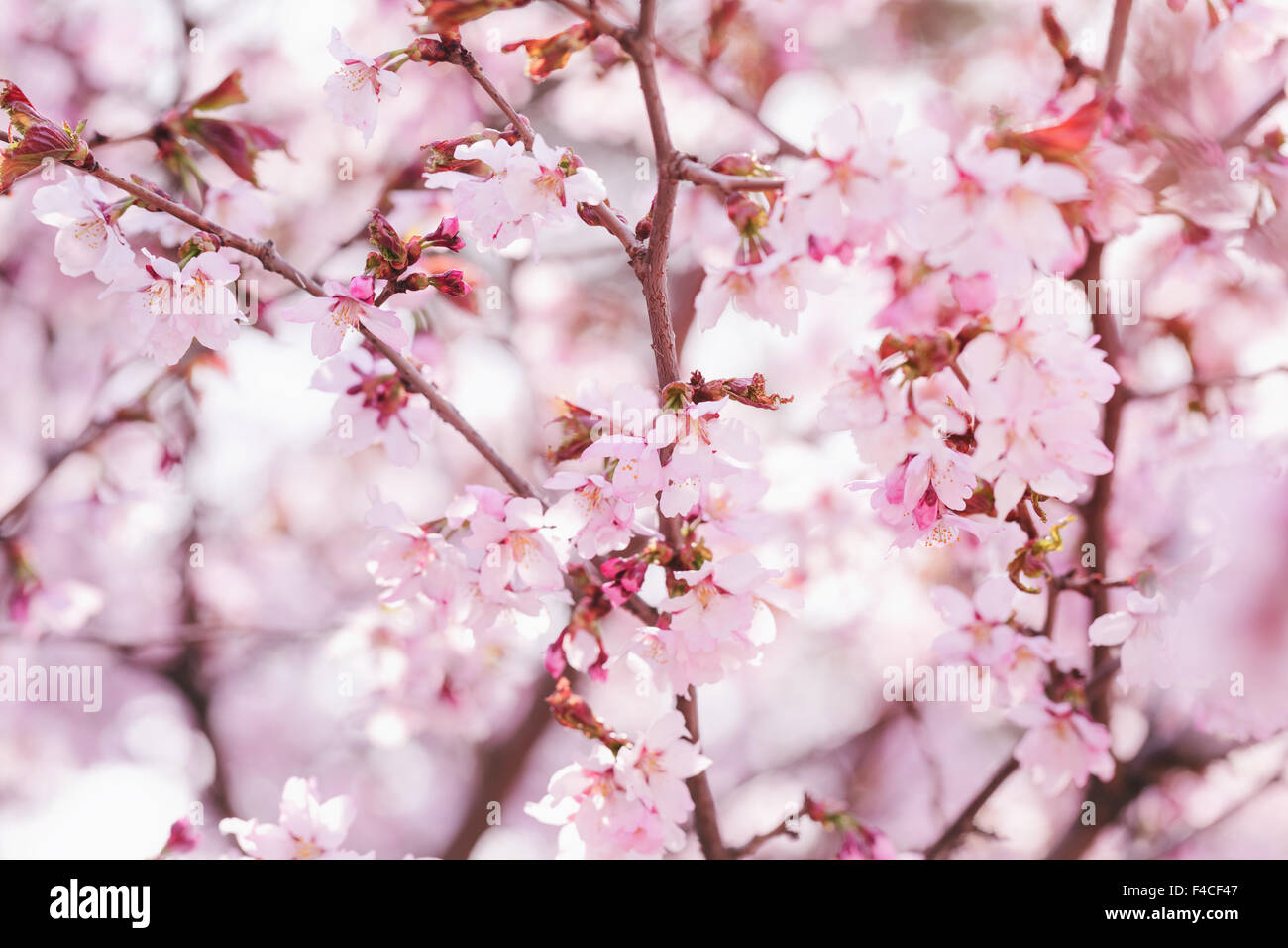 sakura flowers in bloom Stock Photo Alamy