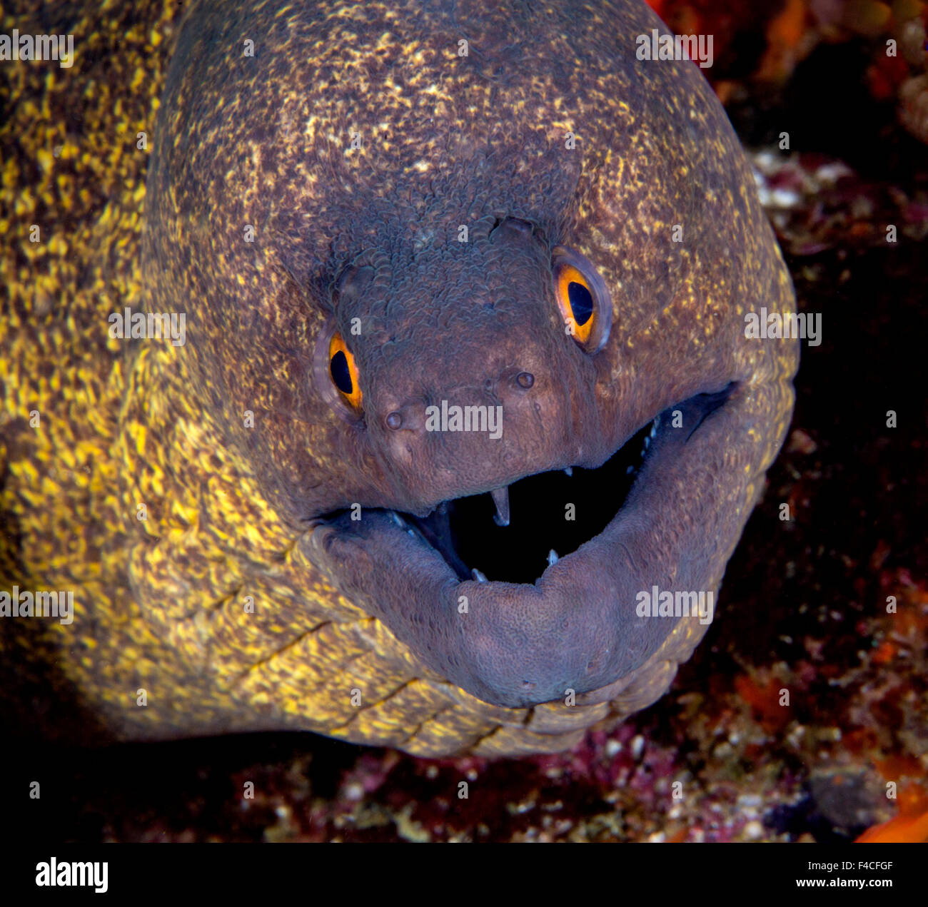 Yellow Edged Moray Eel with Orange Eyes Staring at the Camera Stock