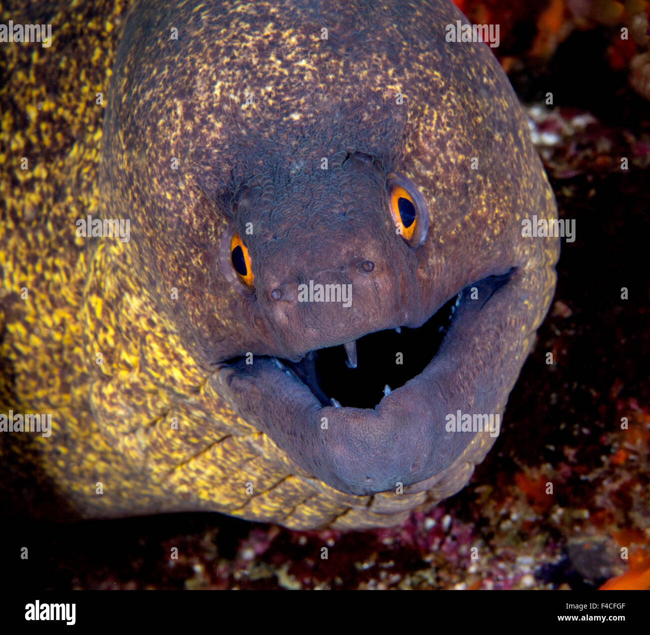 Yellow Edged Moray Eel with Orange Eyes Staring at the Camera Stock Photo