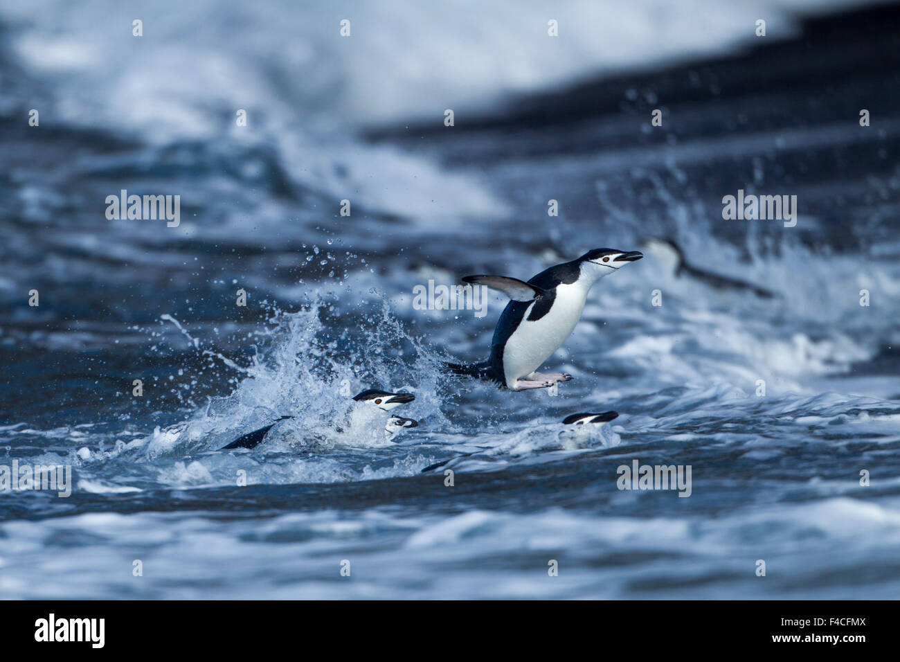 Antarctica, South Shetland Islands, Chinstrap Penguins (Pygoscelis antarcticus) leap while swimming toward shore at Bailey Head on Deception Island. Stock Photo