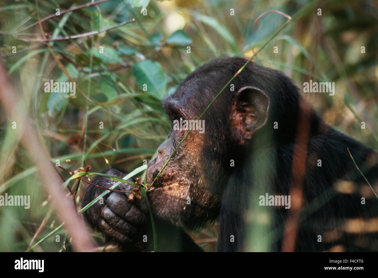 Tanzania, Gombe Stream National Park, Male chimpanzee eating fruit. (Large format sizes available Stock Photo - Alamy Tanzania, Gombe Stream National Park, Male chimpanzee eating fruit. (Large format sizes available Stock Photo - Alamy