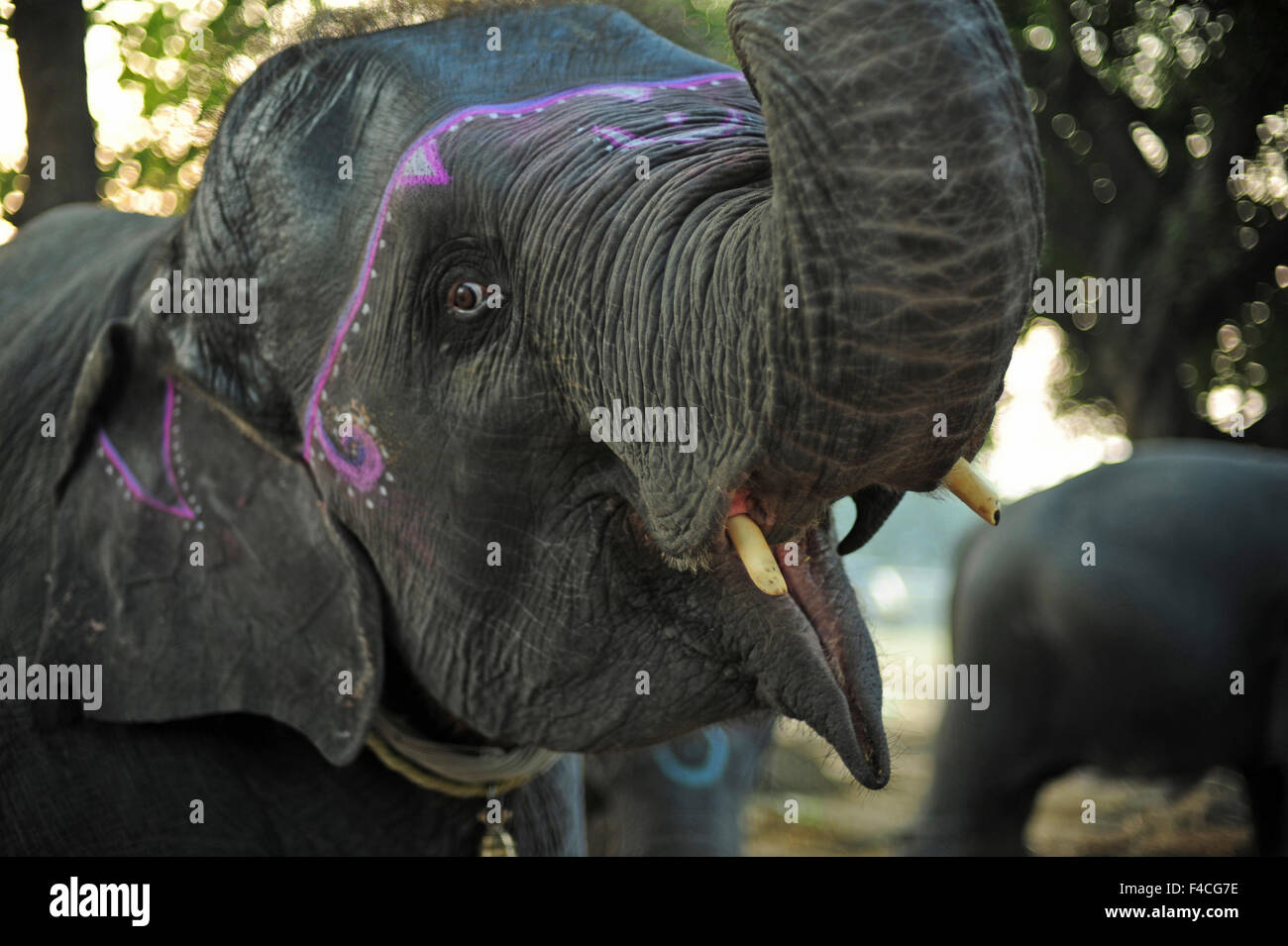 India, Bihar, Patna, Sonepur, Sonepur Mela Cattle Fait (largest in Asia),  elephant market Stock Photo - Alamy
