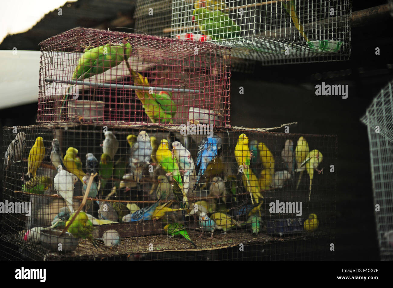 India, Bihar, Patna, Sonepur, Sonepur Mela Cattle Fait (largest in Asia),  colorful birds in cage Stock Photo - Alamy