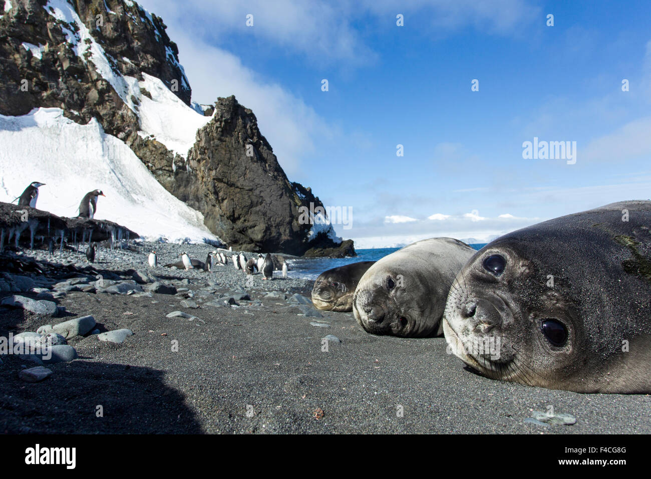 Antarctica, South Shetland Islands, Elephant Seal Pups (Mirounga leonina) resting on black volcanic sand beach on Livingstone Island. Stock Photo