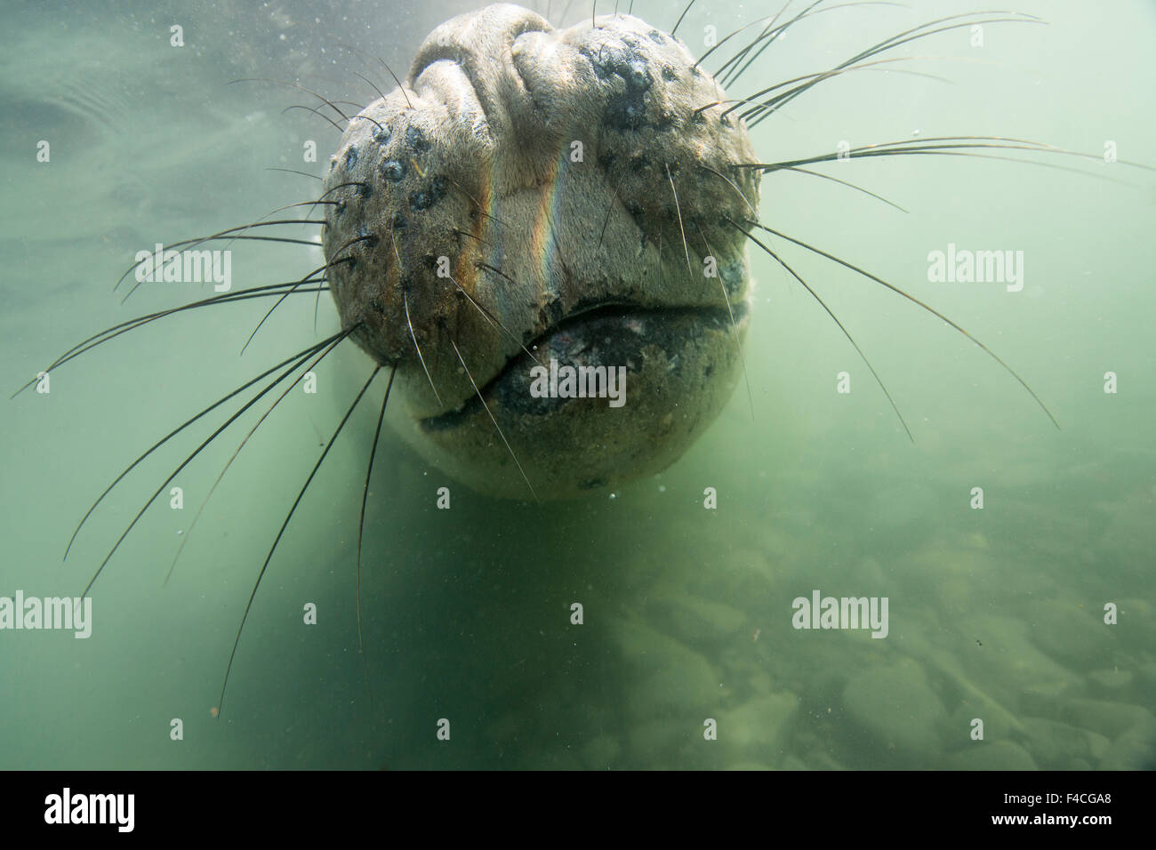 Antarctica, Underwater view of Elephant Seal (Mirounga leonina