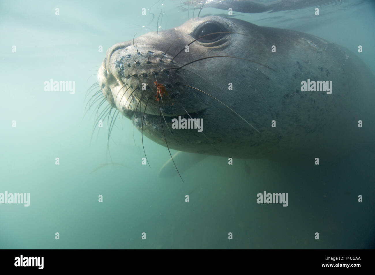 Antarctica, Underwater view of Elephant Seal (Mirounga leonina