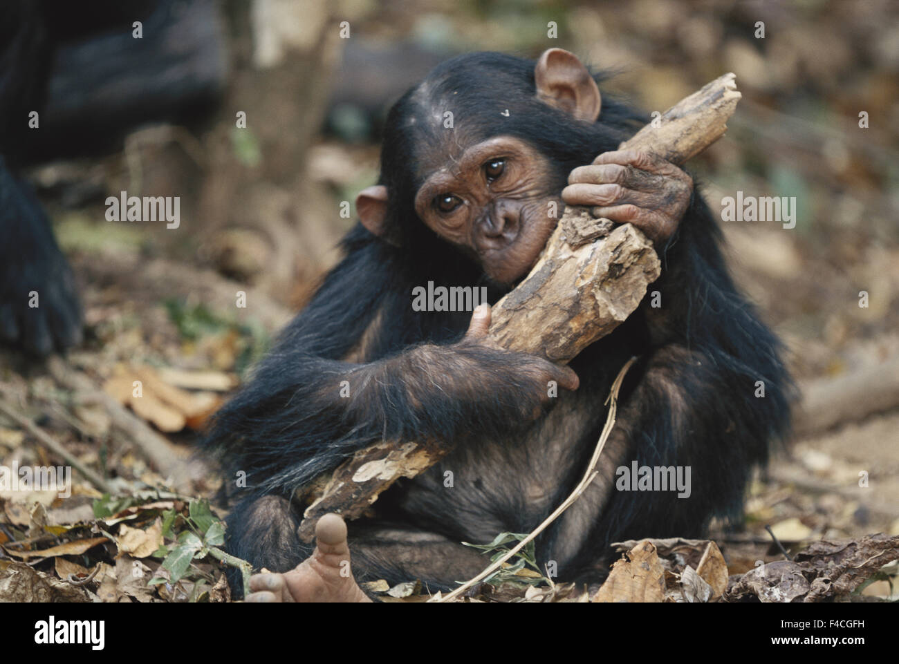 Tanzania, Gombe Stream National Park, Young animal eating wood. (Large format sizes available) Stock Photo