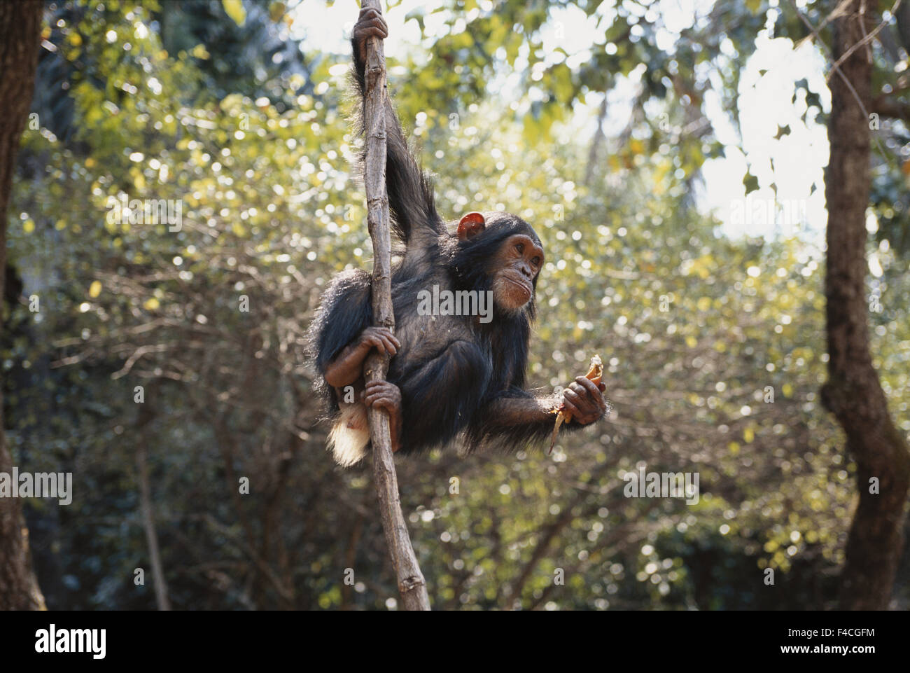 Tanzania, Gombe Stream National Park, Young chimpanzee hanging on branch. (Large format sizes