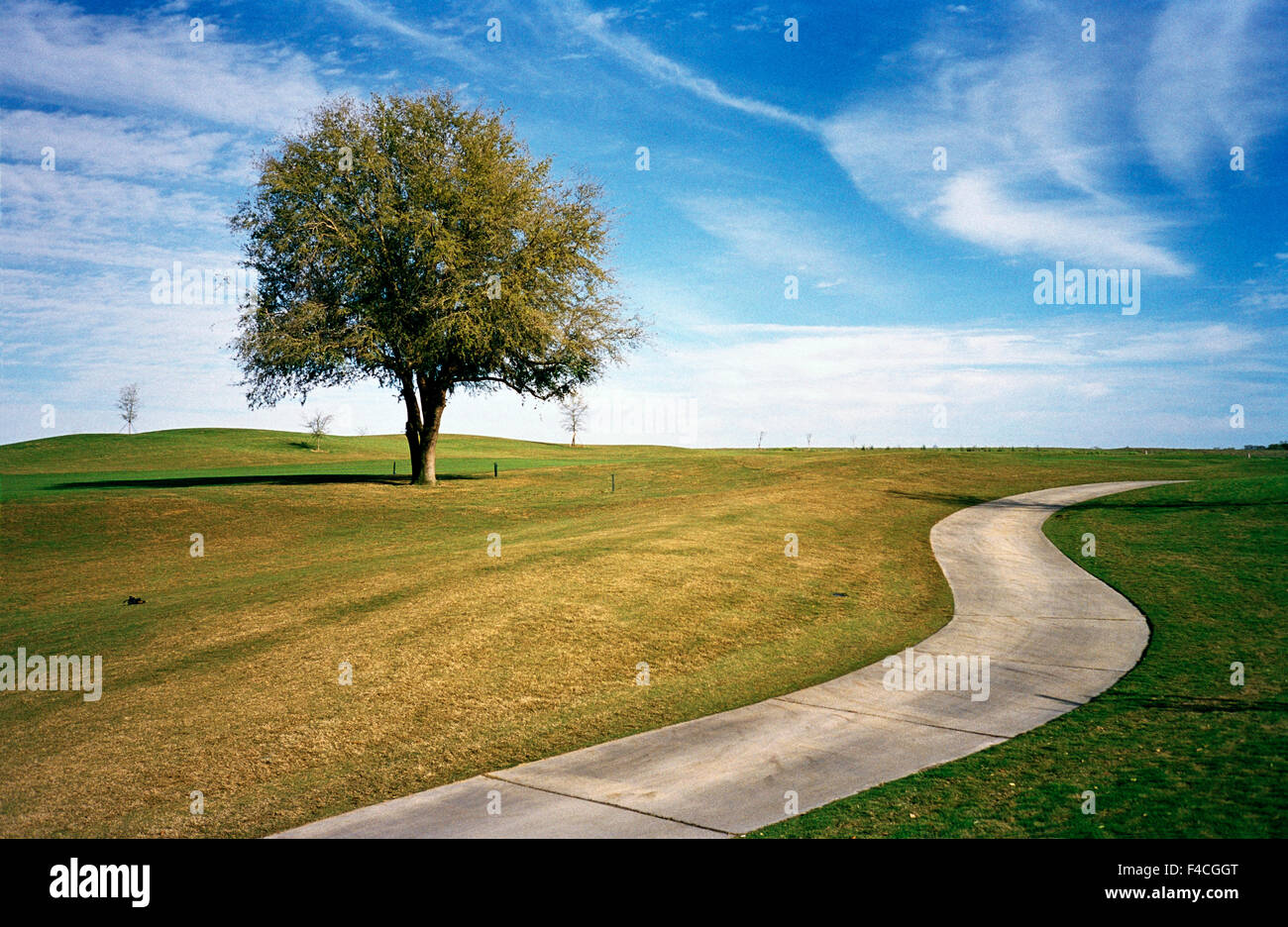 A Tree by a Footpath Stock Photo - Alamy