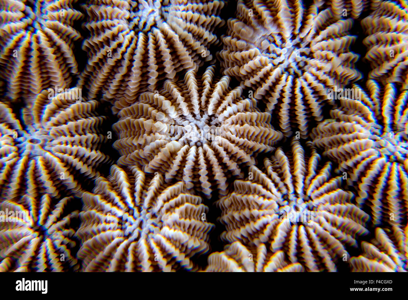 Close up of Hard Coral Structure Showing Repeated Pattern Seen While Scuba DIving Stock Photo