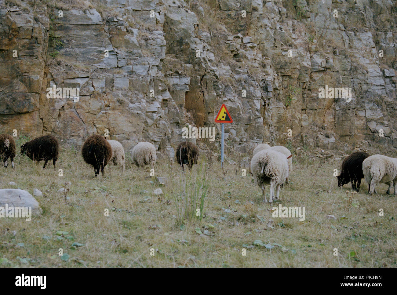 Sheep grazing in farmstead Stock Photo