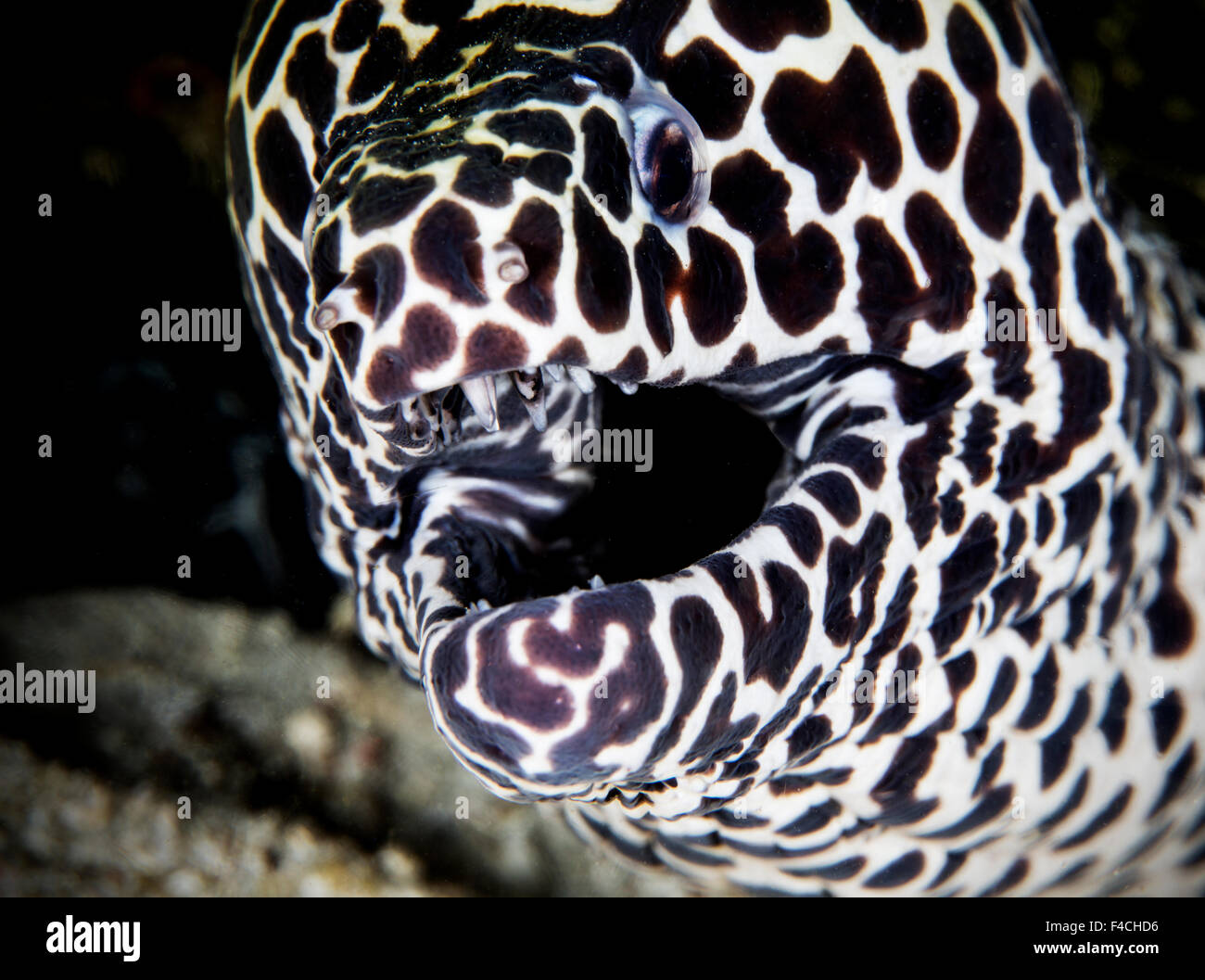 Honeycomb Moray Eel Close Up Face On with Gaping Mouth Stock Photo
